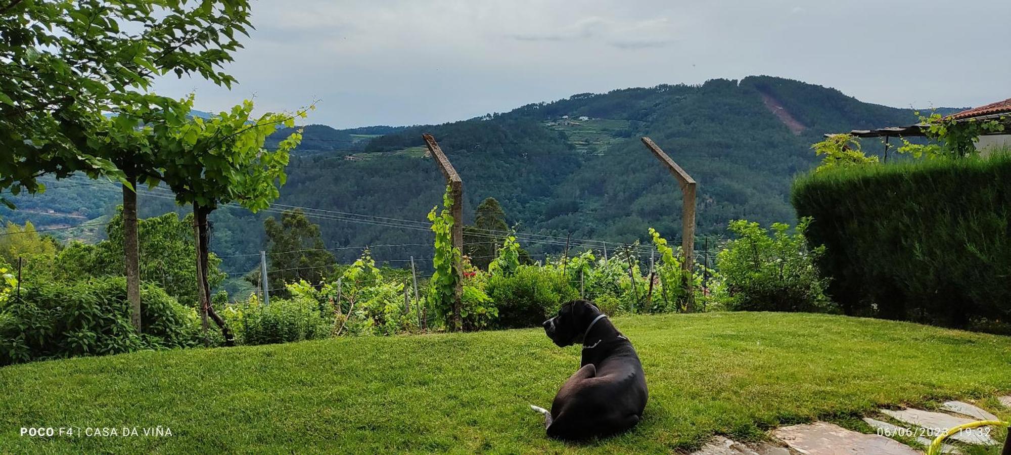 Casa Da Vina - Ribeira Sacra Villa Nogueira De Ramuin Exteriör bild